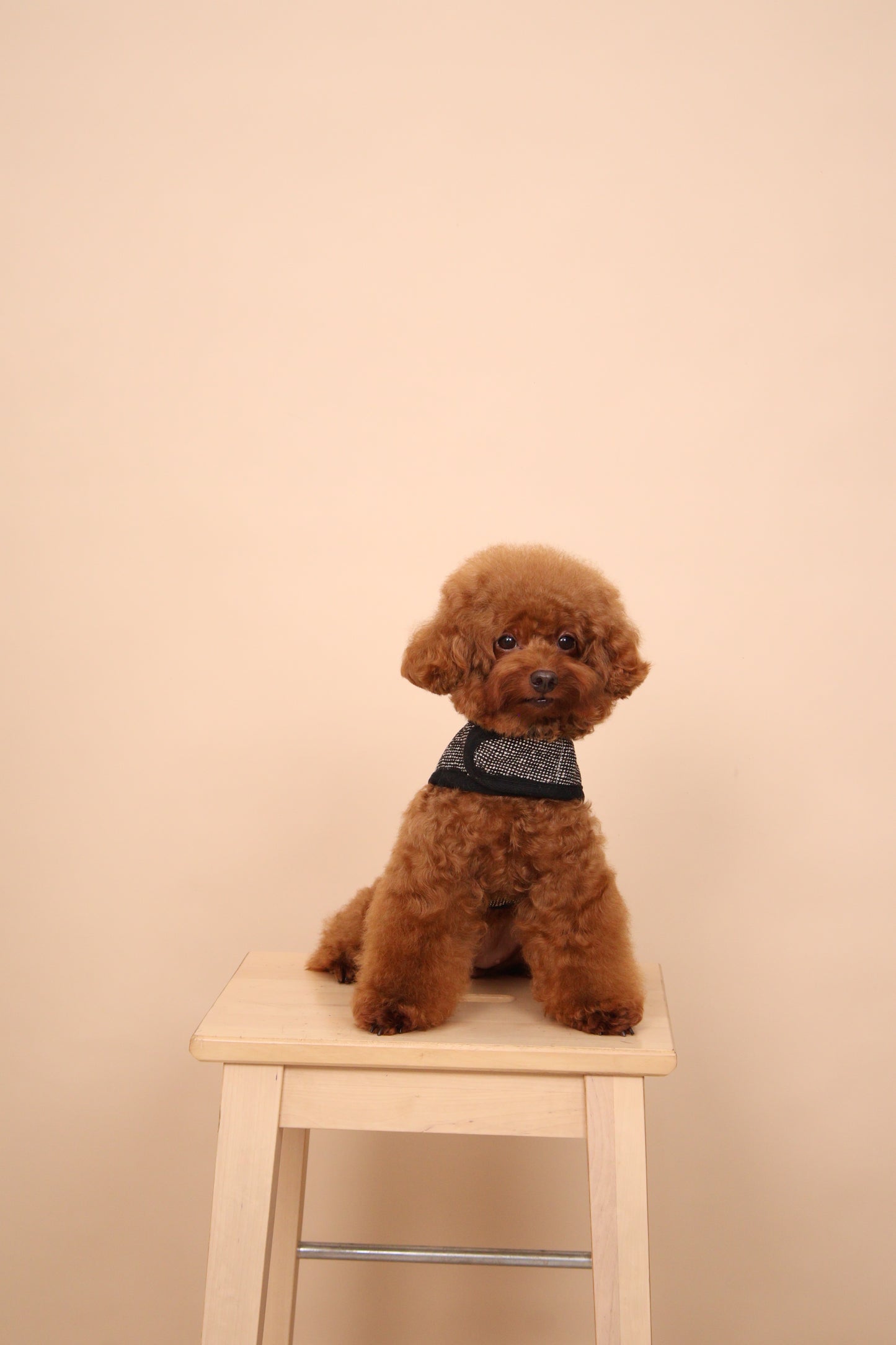 Noir Classic Harness