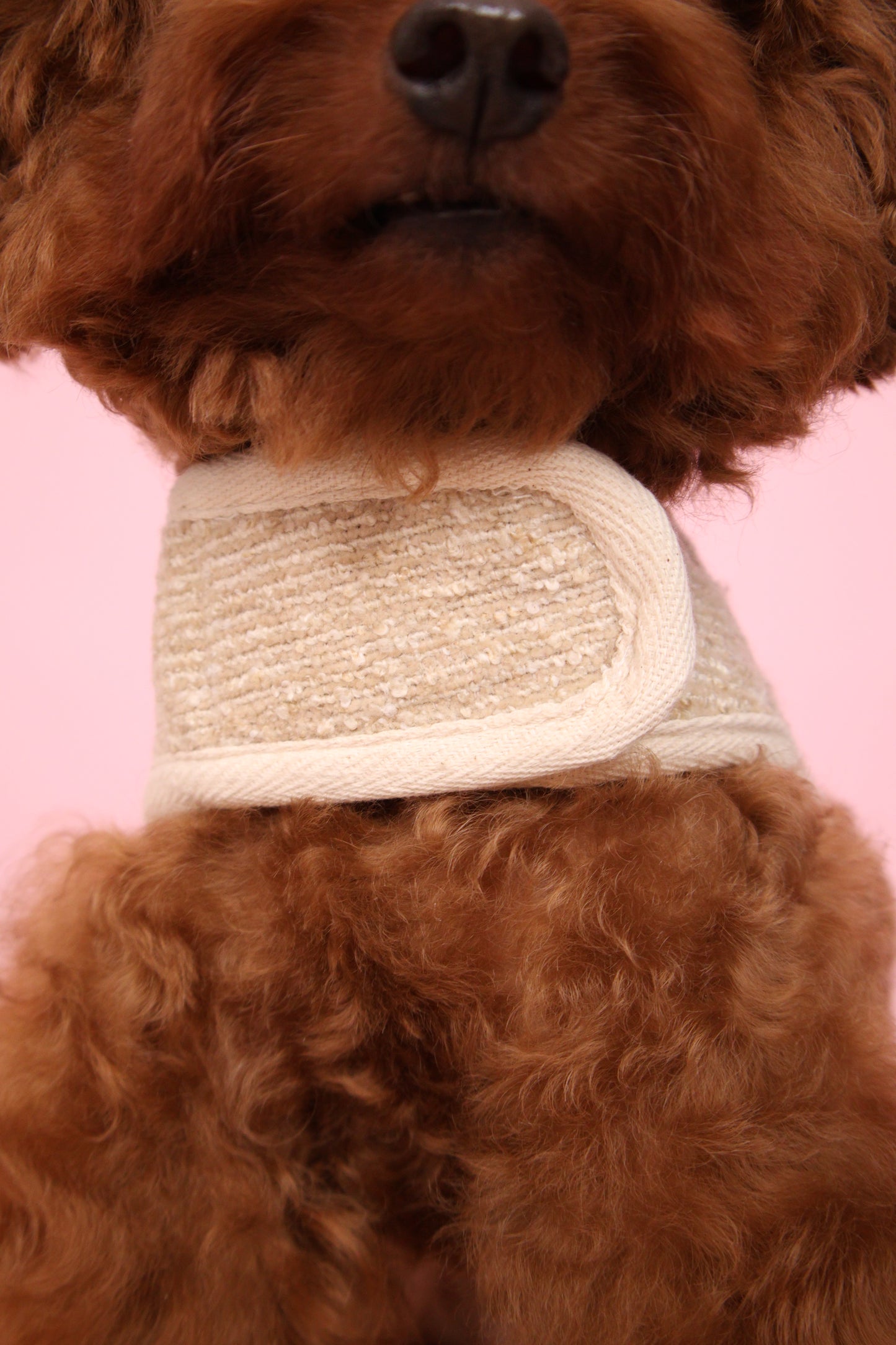 Ecru Classic Harness