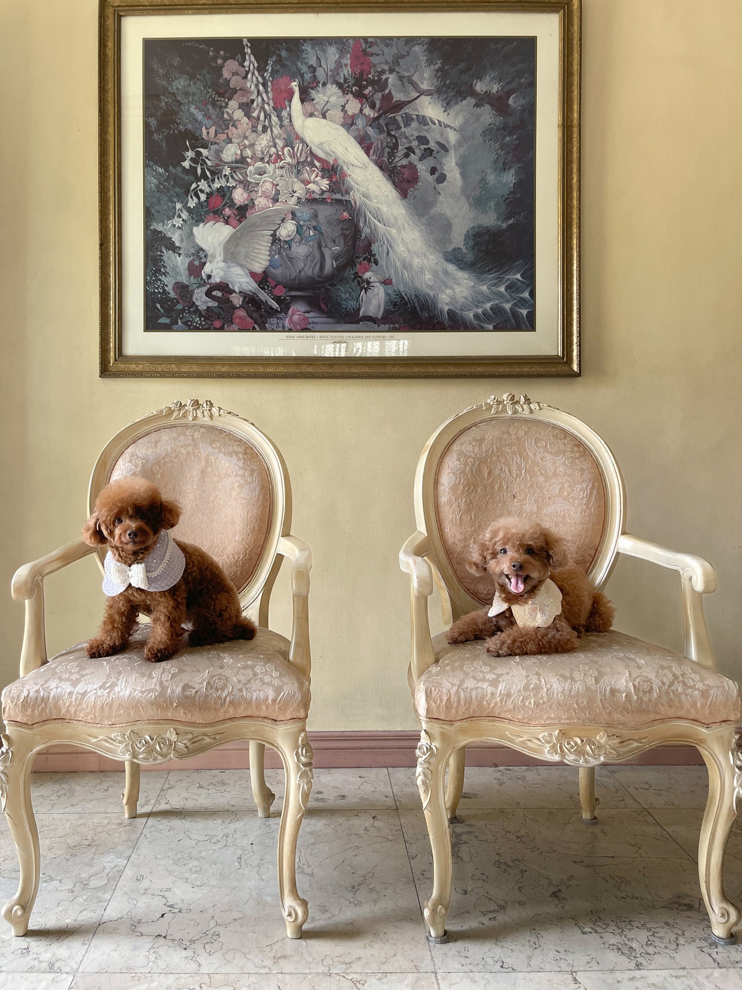 Colette Cape (PRE-ORDER)