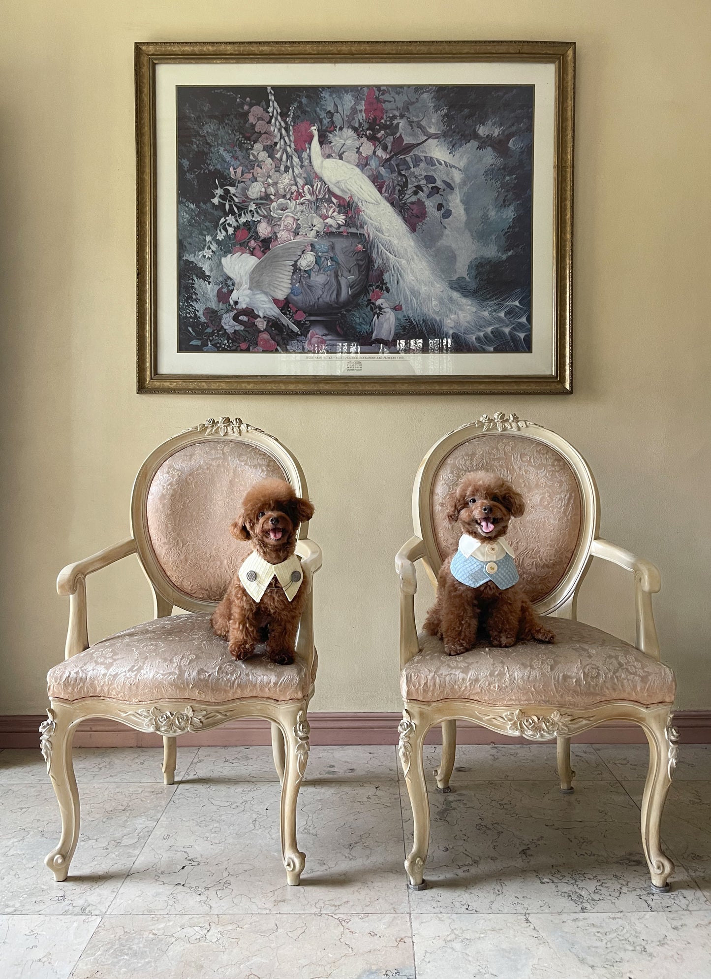 Alistair Cape (PRE-ORDER)