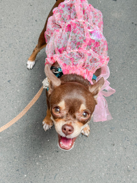 Madeline Dress